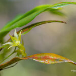Angraecum tenuipes