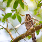 Brachypteracias leptosomus (Short-legged Ground-Roller) © Lorraine Bennery