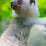 Propithecus candidus (Silky Sifaka) © Lorraine Bennery