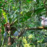 Propithecus candidus (Silky Sifaka) © Lorraine Bennery