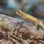 Brookesia griveaudi © Lorraine Bennery