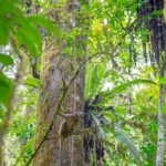 Eulemur albifrons (White-fronted Brown Lemur) © Lorraine Bennery