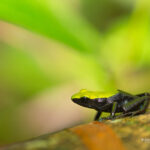 Mantella laevigata