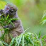 Hapalemur occidentalis (Northern Bamboo Lemur) © Lorraine Bennery