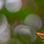Augusta glyphica (small spider) © Lorraine Bennery