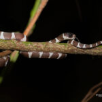Parastenophis betsileanus © Lorraine Bennery