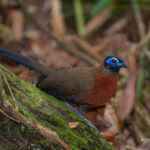 Coua serriana (Red-breasted Coua) © Lorraine Bennery