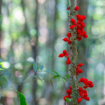 Sorindeia madagascariensis (?) © Lorraine Bennery
