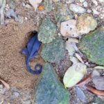 Furcifer pardalis (female, digging to lay eggs) © Lorraine Bennery
