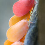 Flatida rosea (adult form) © Lorraine Bennery