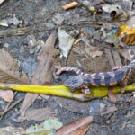 Furcifer pardalis (female) © Lorraine Bennery