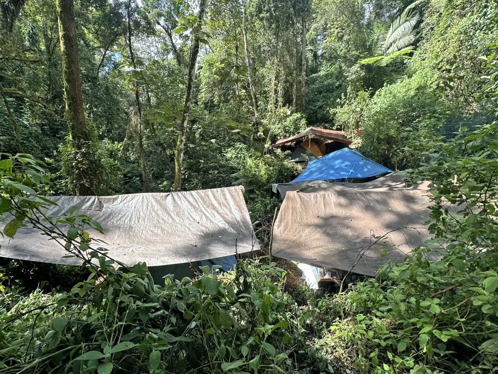 Several big tarps are pitched as makeshift tents in the dense, green jungle.