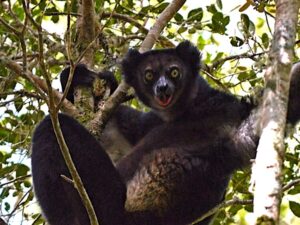 Indri in Anjanaharibe-Sud Special Reserve