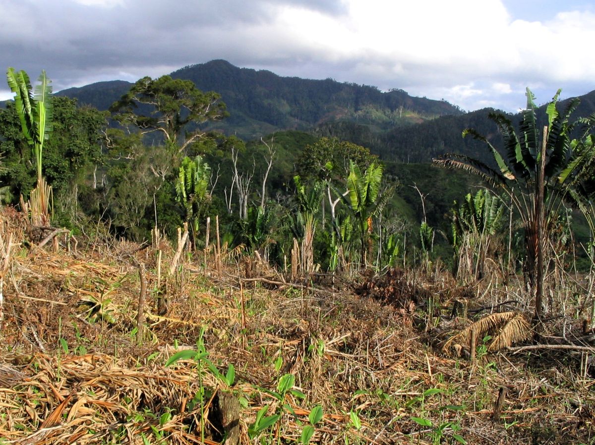 Densely forested, green mountains form a backdrop for a field of brown, dead vegetation where the forest has been cut down.