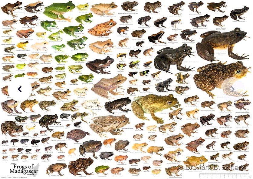 Poster showing 176 different species of frogs from Madagascar.