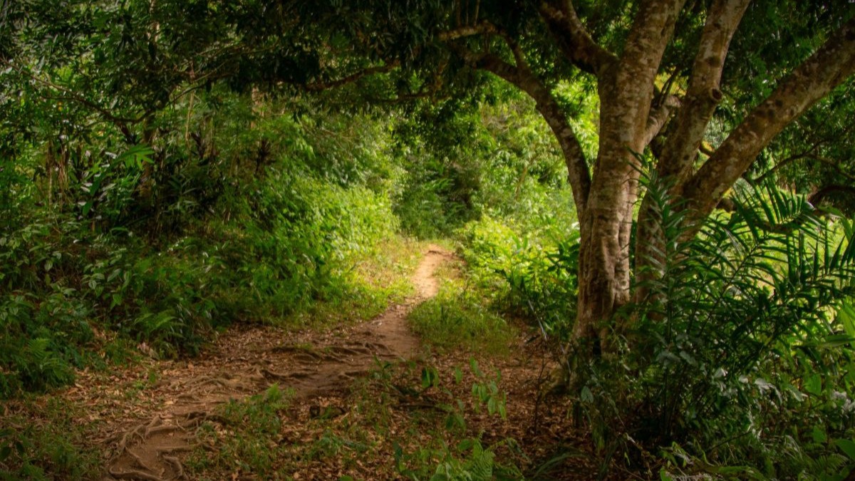 Image of a trail winding through a dense, green forest.