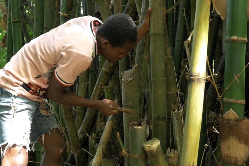 Image of a man with a saw cutting down a very large stalk of bamboo.