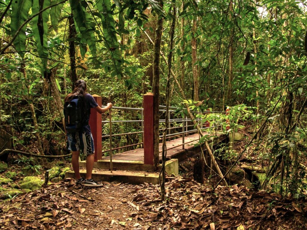 Image d'une personne debout au bout d'un pont enjambant un petit ravin, au cœur d'une forêt verdoyante et dense.