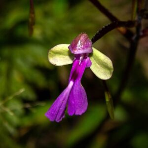 Bild einer violetten und gelben Blume.