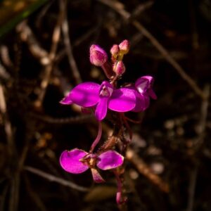 Bild von magentafarbenen Blumen.