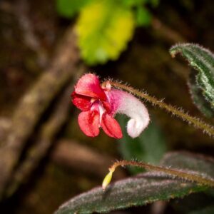 Bild einer roten Blume.