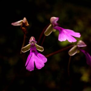 Bild von leuchtend magentafarbenen Blüten.