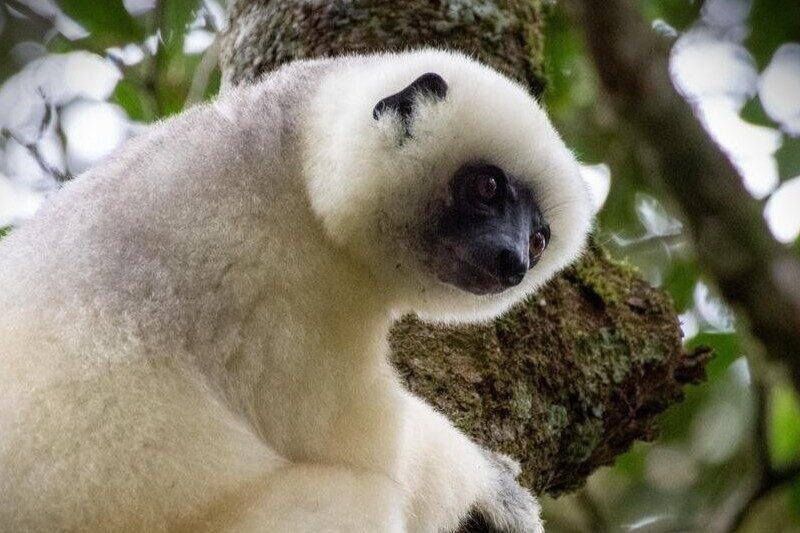Image of a fluffy white lemur with a black face.