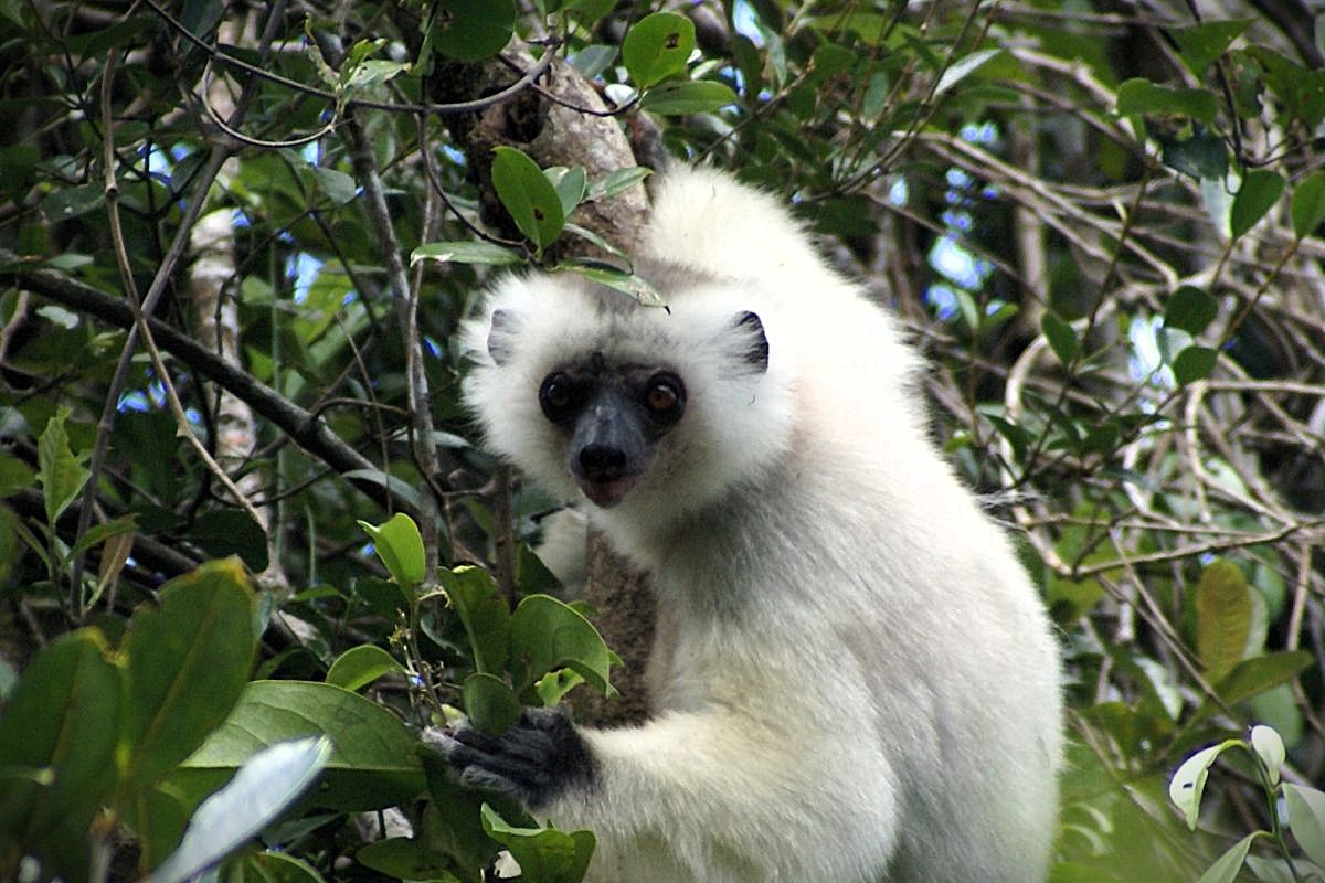 Image of a lemur with black face and silky white fur in a leafy tree.